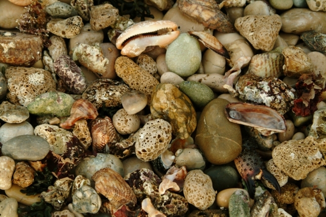 Frutti e colori del mare